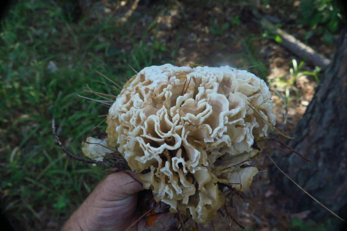 Sparassis spathulata var. herbstii