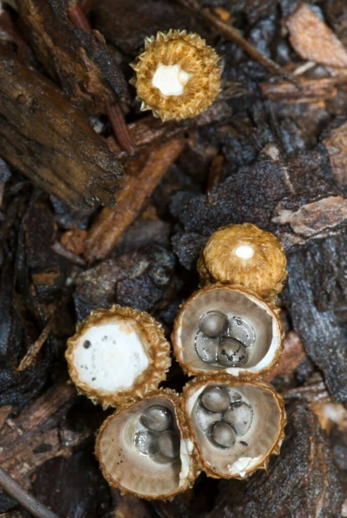The Wild World of Bird's Nest Fungi Identification Guide Mushroom
