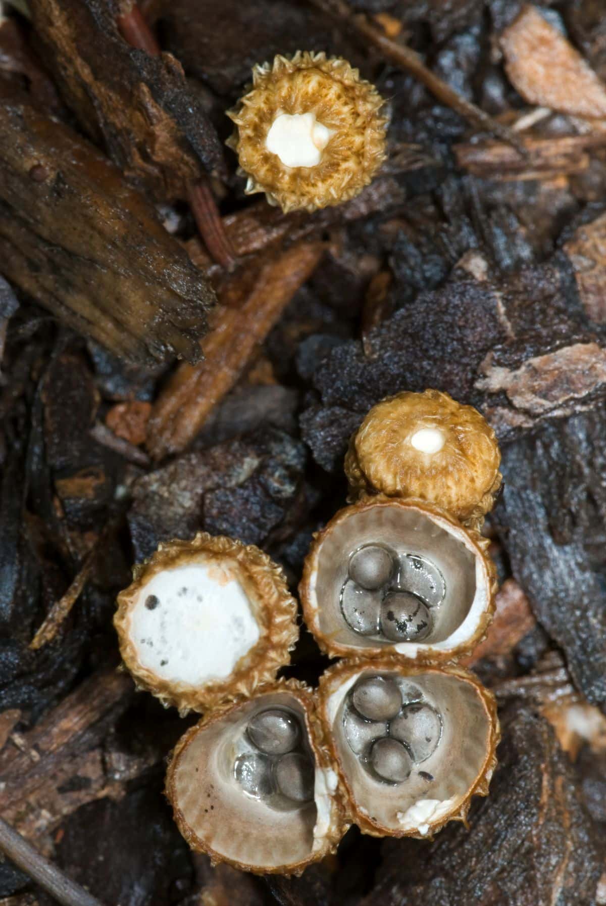 birds nest fungi