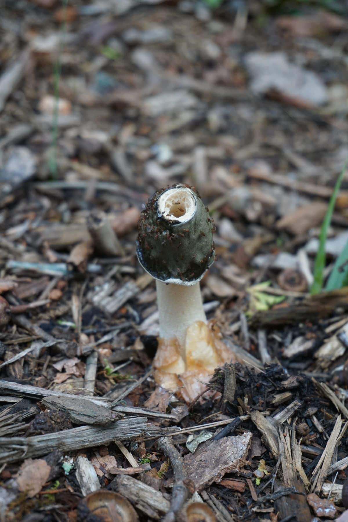 Ravenel's Stinkhorn