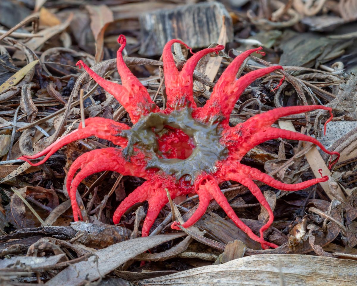 starfish stinkhorn red fungi species