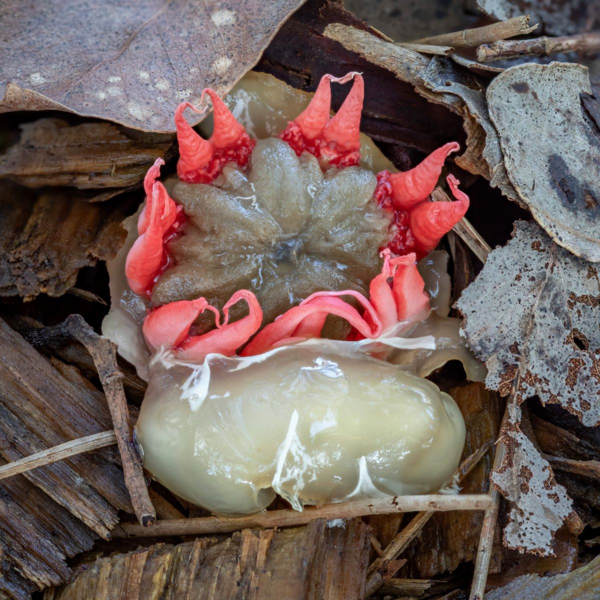 Starfish stinkhorn