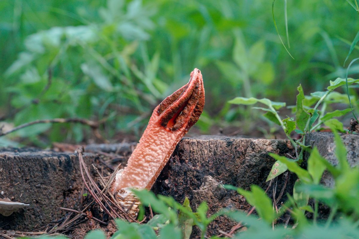 Lizard claw aka lantern stinkhorn