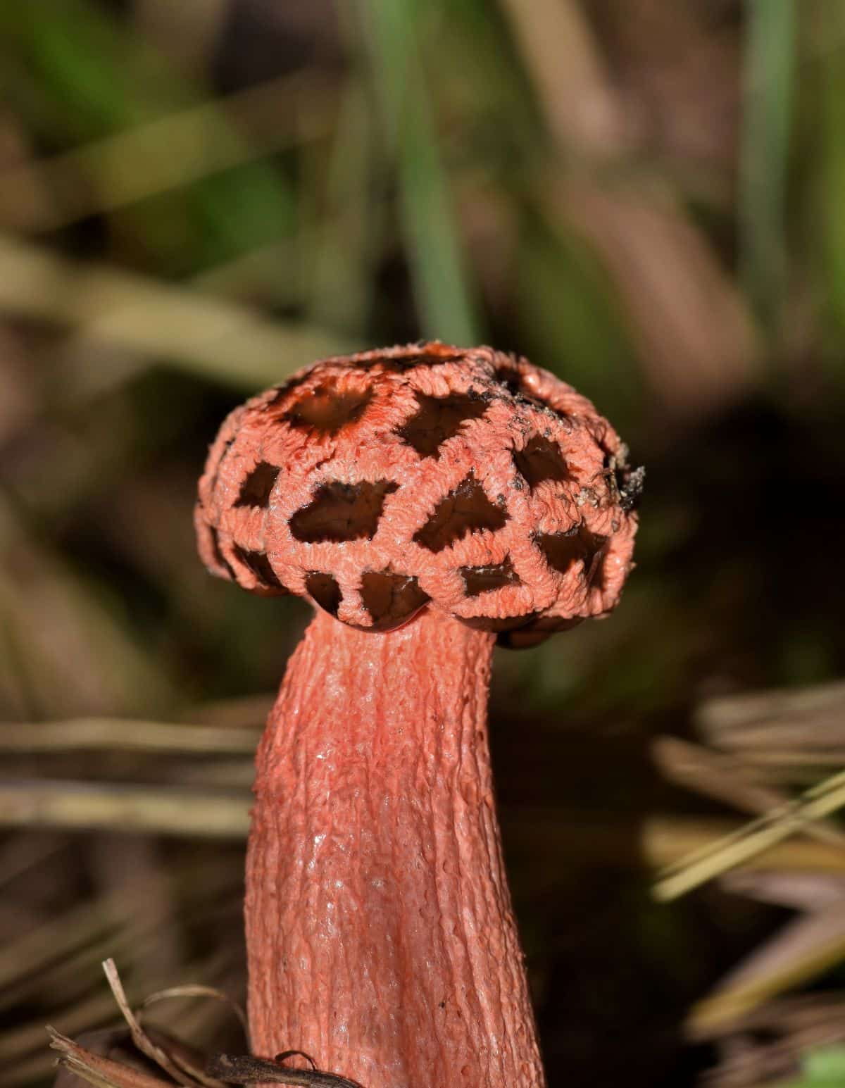 Lattice stalked stinkhorn