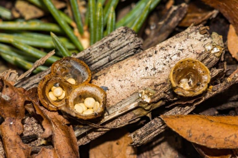 The Wild World of Bird's Nest Fungi Identification Guide Mushroom Appreciation