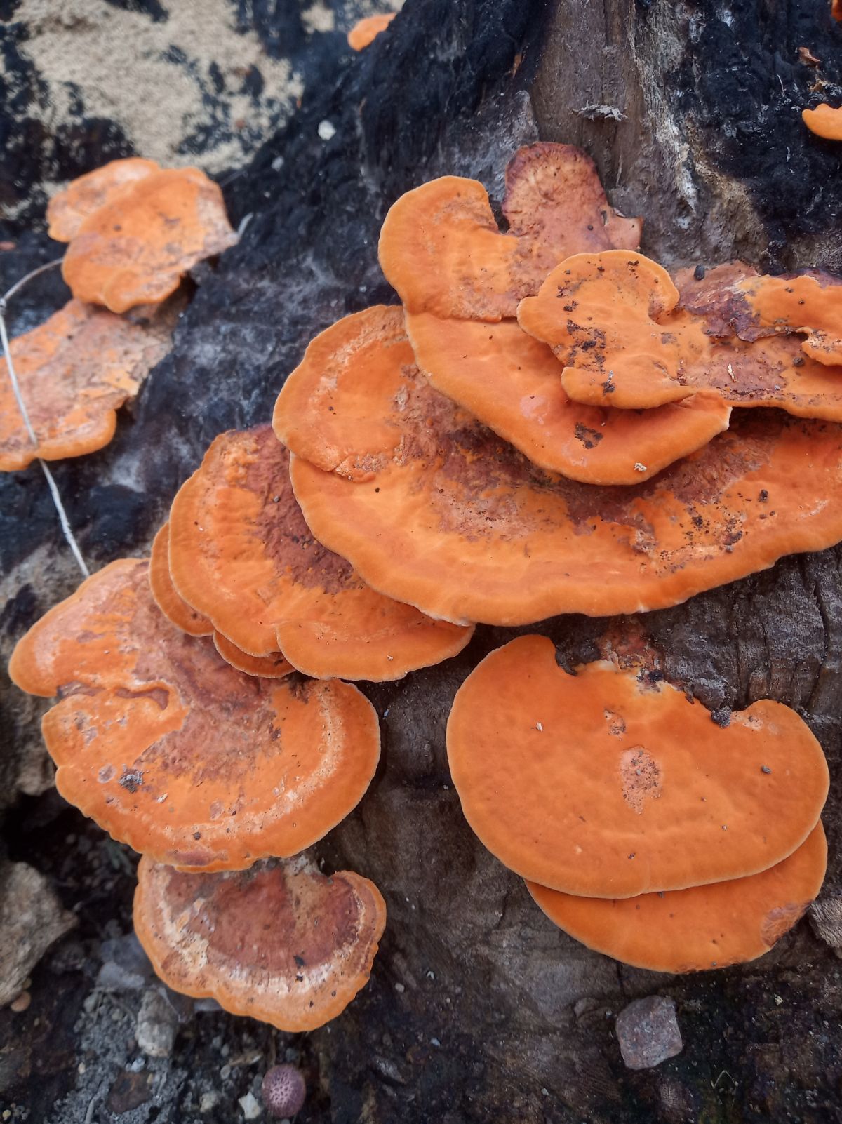 Cinnabar polypores