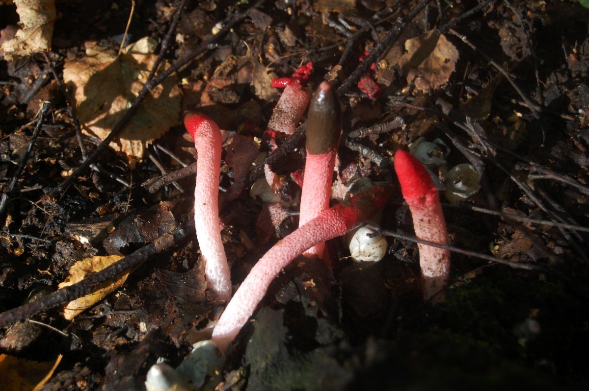 ravenel's red stinkhorn