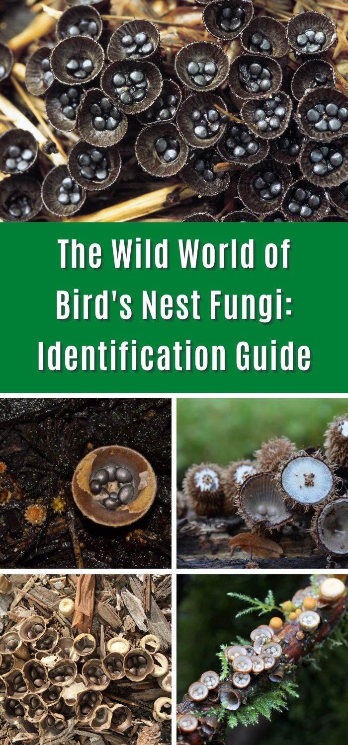 The Wild World of Bird's Nest Fungi Identification Guide Mushroom