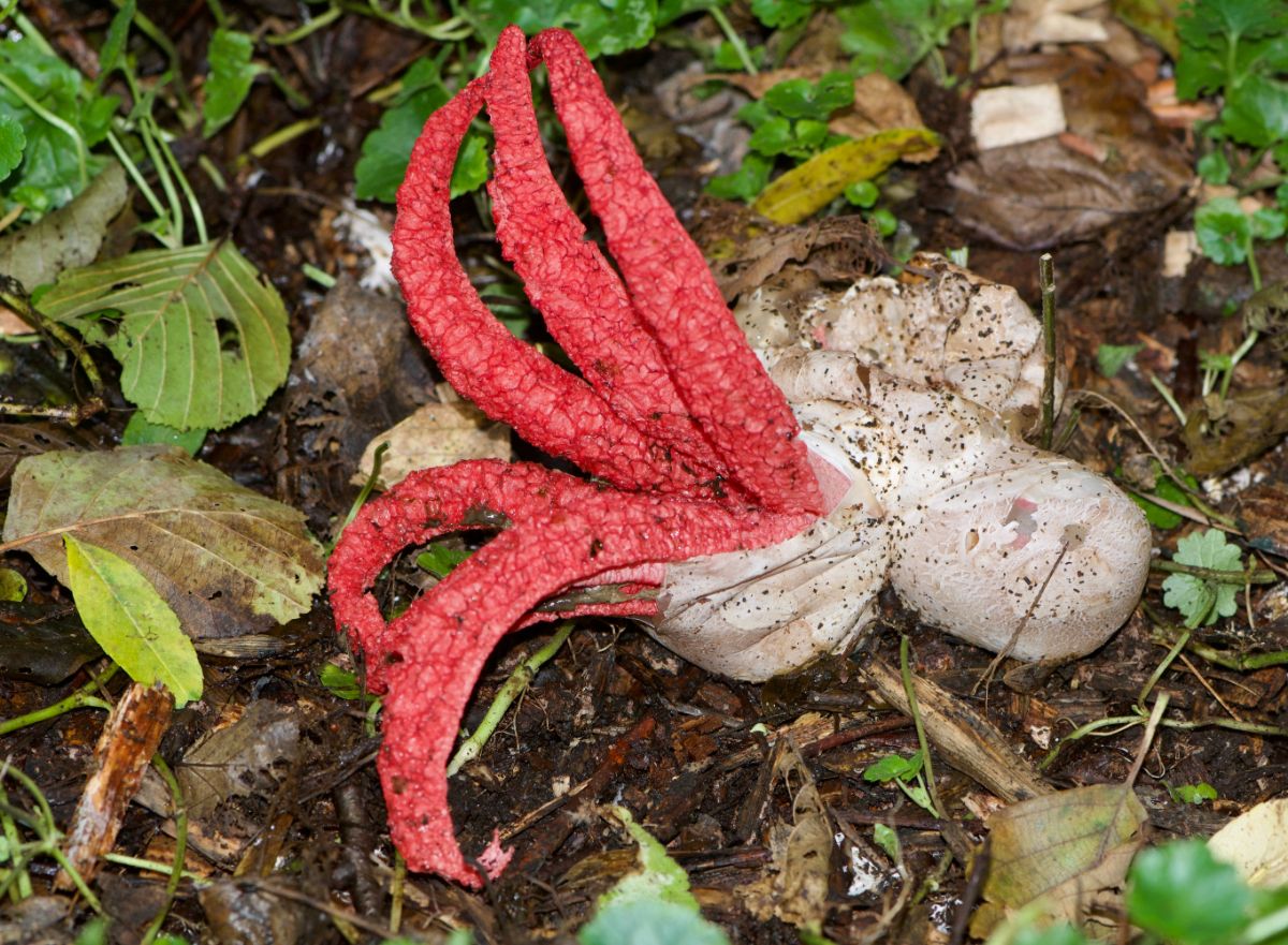 Octopus Stinkhorn, aka Devil's Fingers (Clathrus archeri)