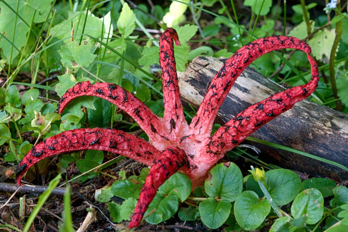 octopus stinkhorn