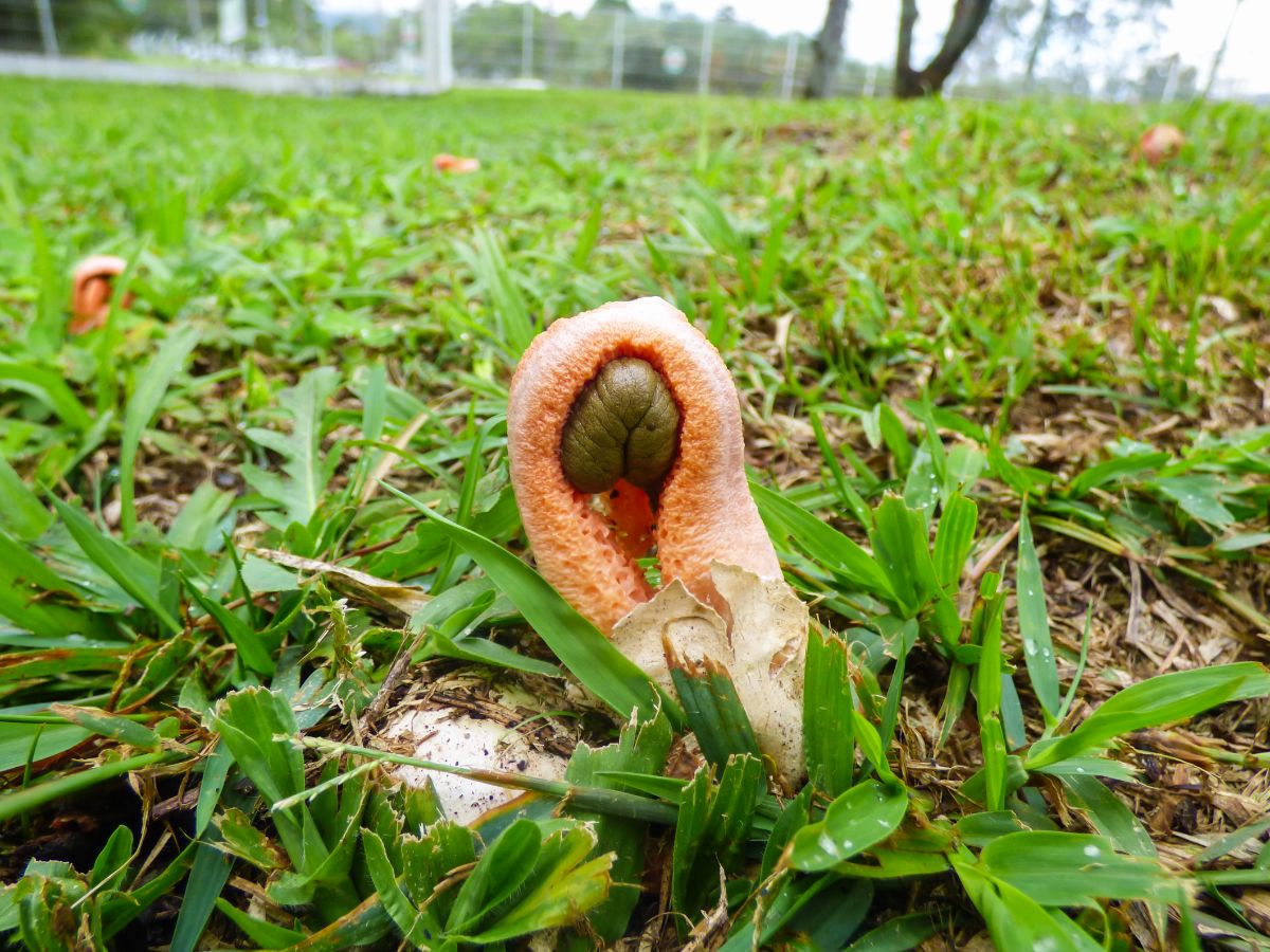 Column Stinkhorn (Clathrus columnatus)