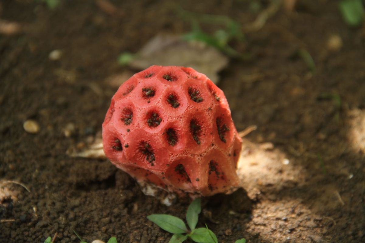 Clathrus crispus