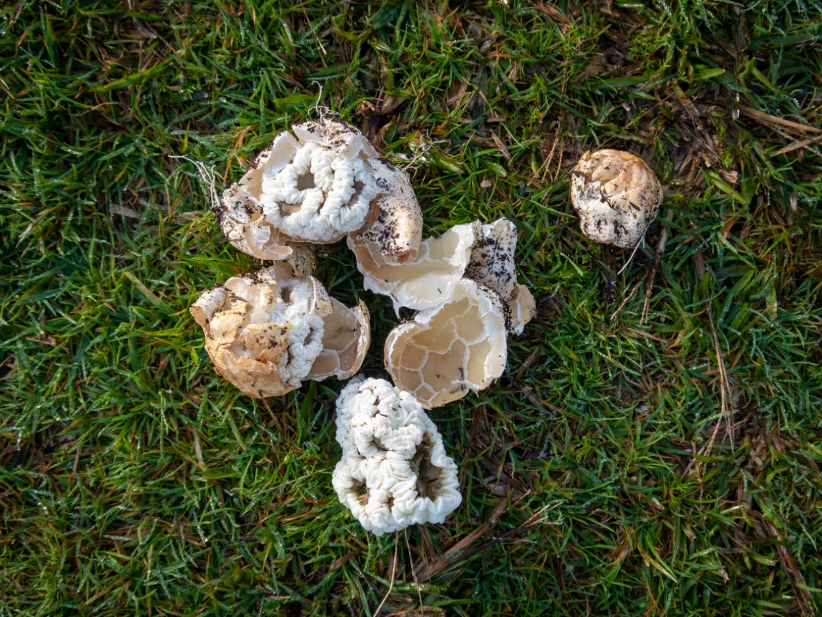 Ileodictyon cibarium, White Basket Fungus