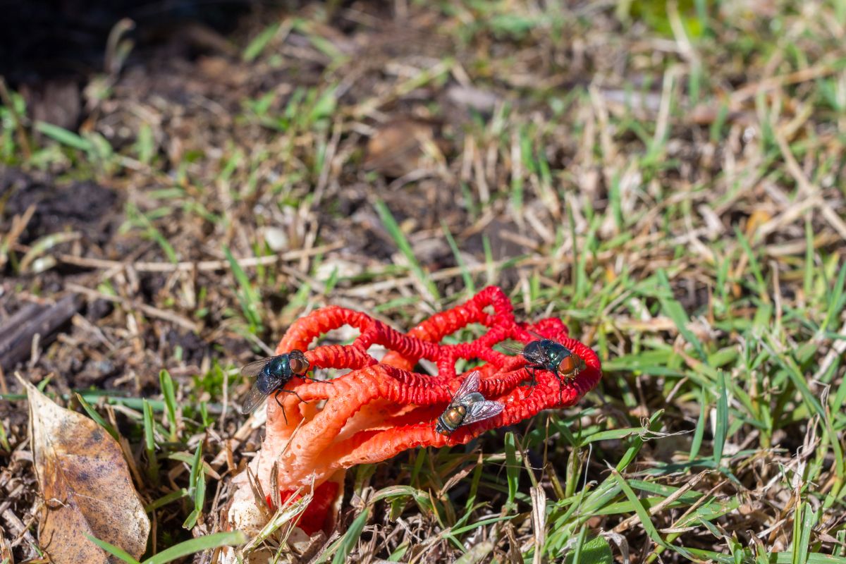 Colus pusillus, Craypot Stinkhorn,