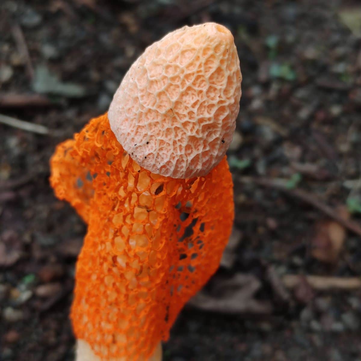 Phallus multicolor