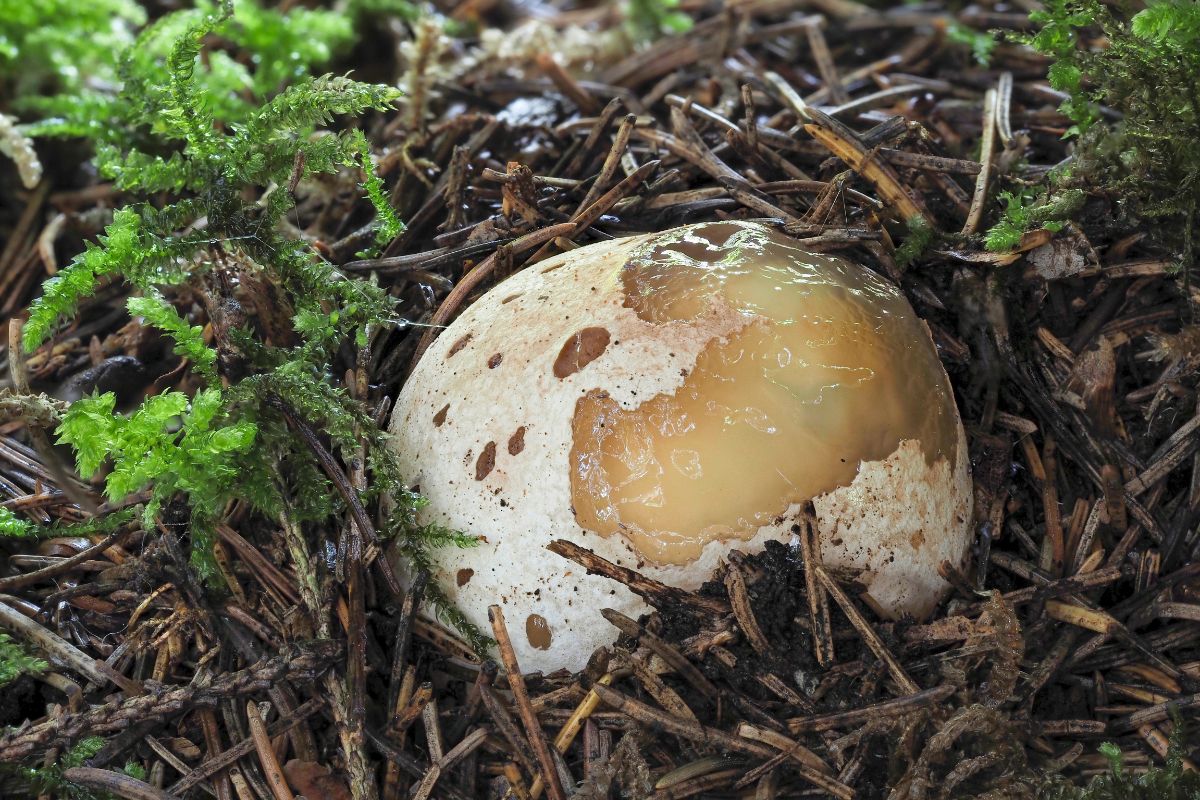 stinkhorn mushroom egg