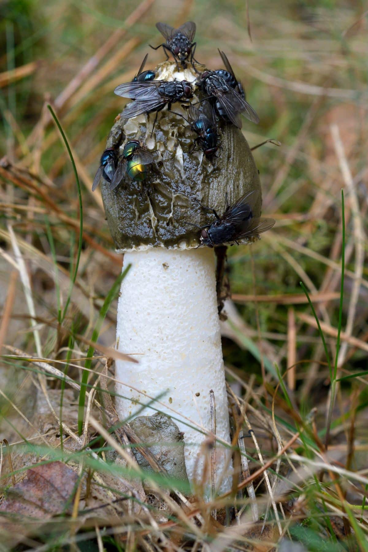 stinkhorn and flies