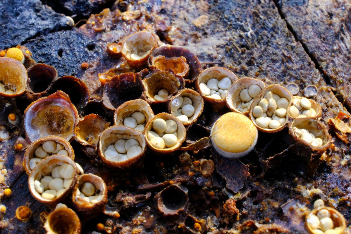 birds nest fungus