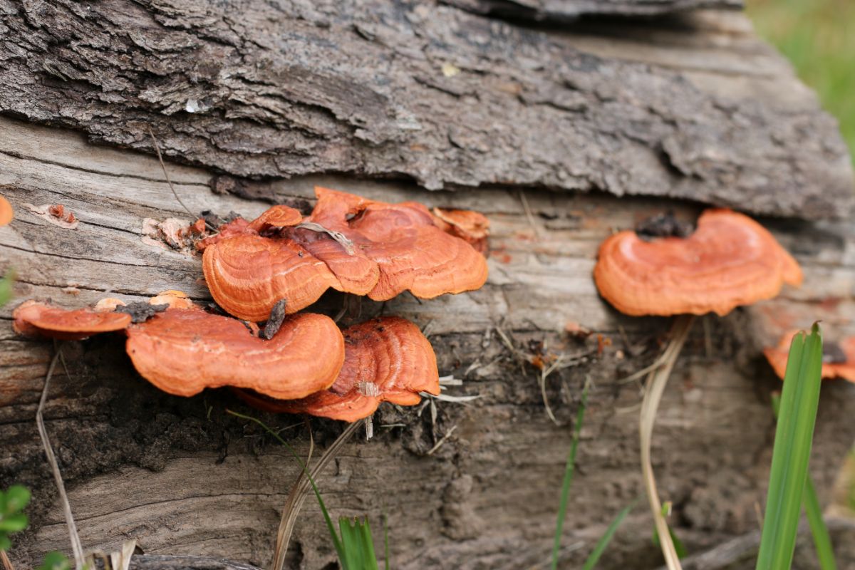 cinnabar polypores