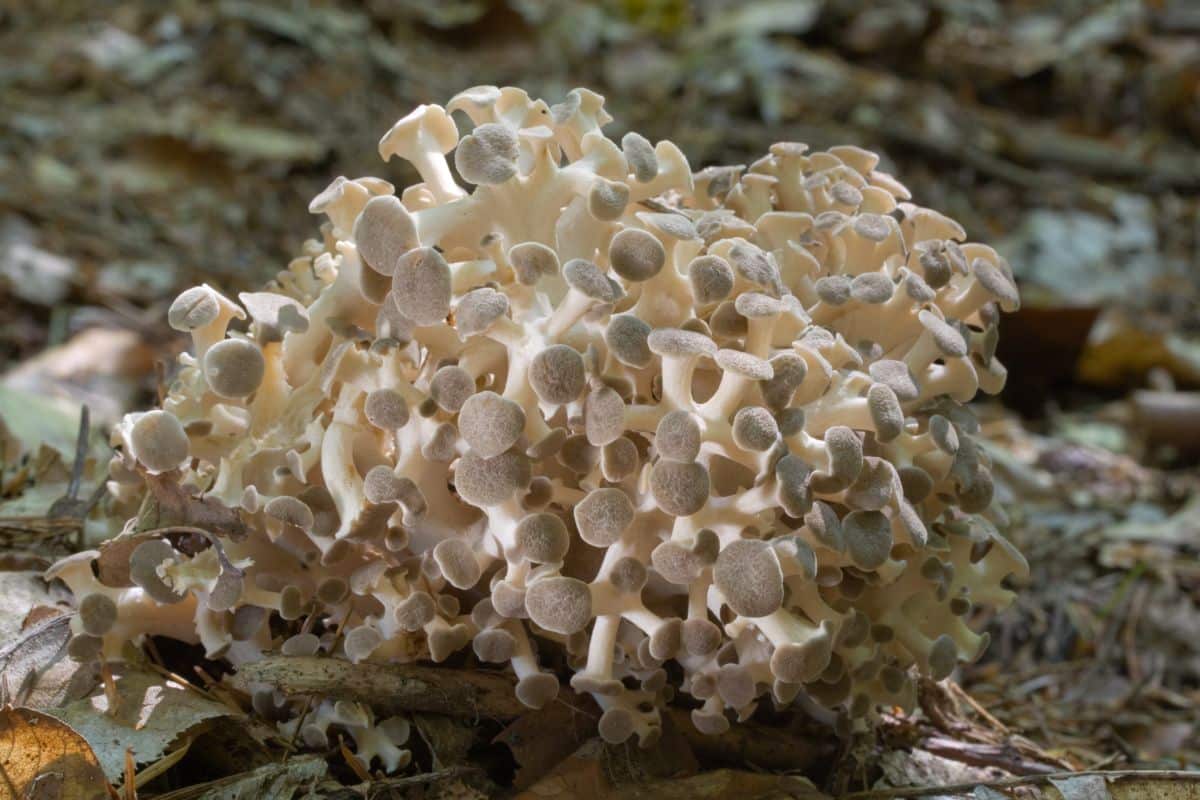 Polypore umbellatus