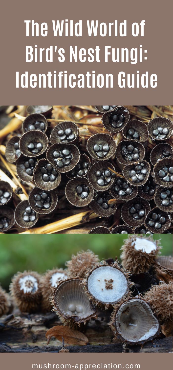 The Wild World of Bird's Nest Fungi Identification Guide Mushroom