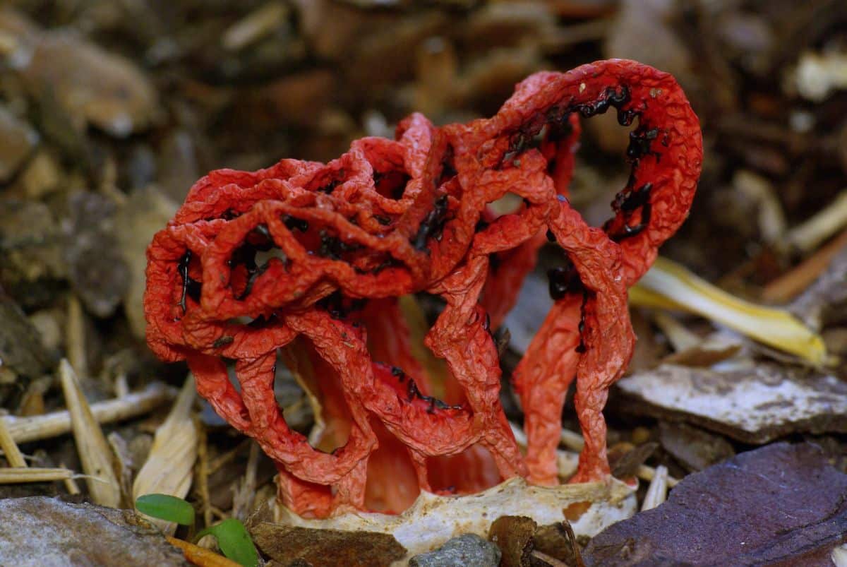 Clathrus RUBRA