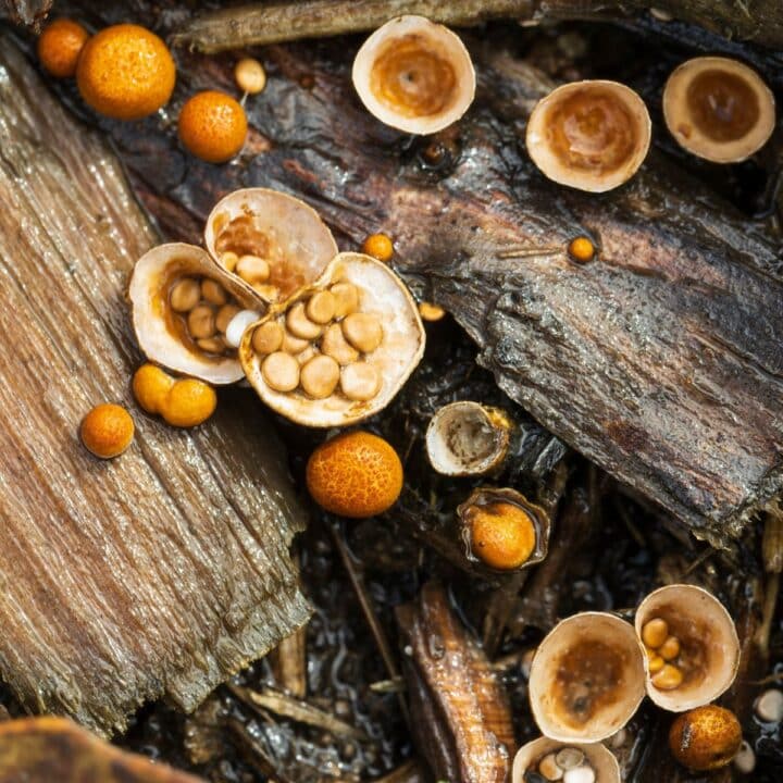The Wild World of Bird's Nest Fungi Identification Guide Mushroom Appreciation