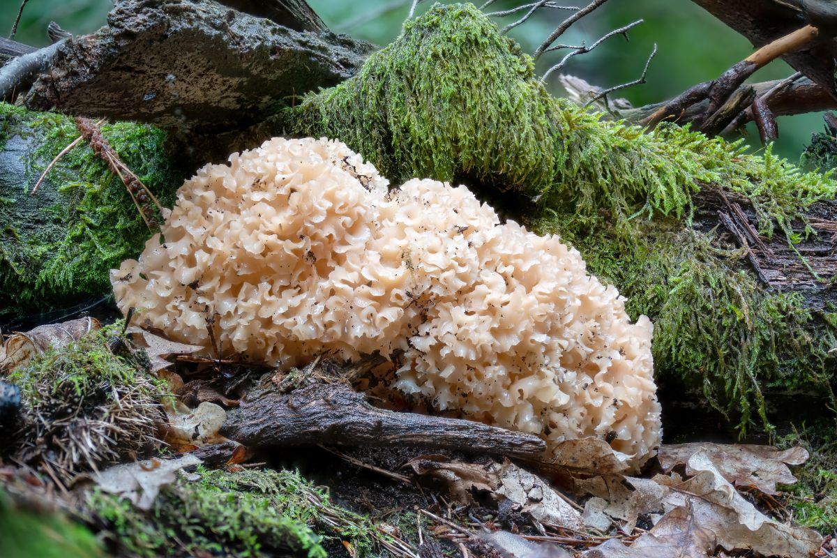 cauliflower mushroom sparassis