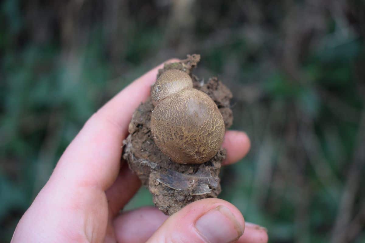 earth ball fungi