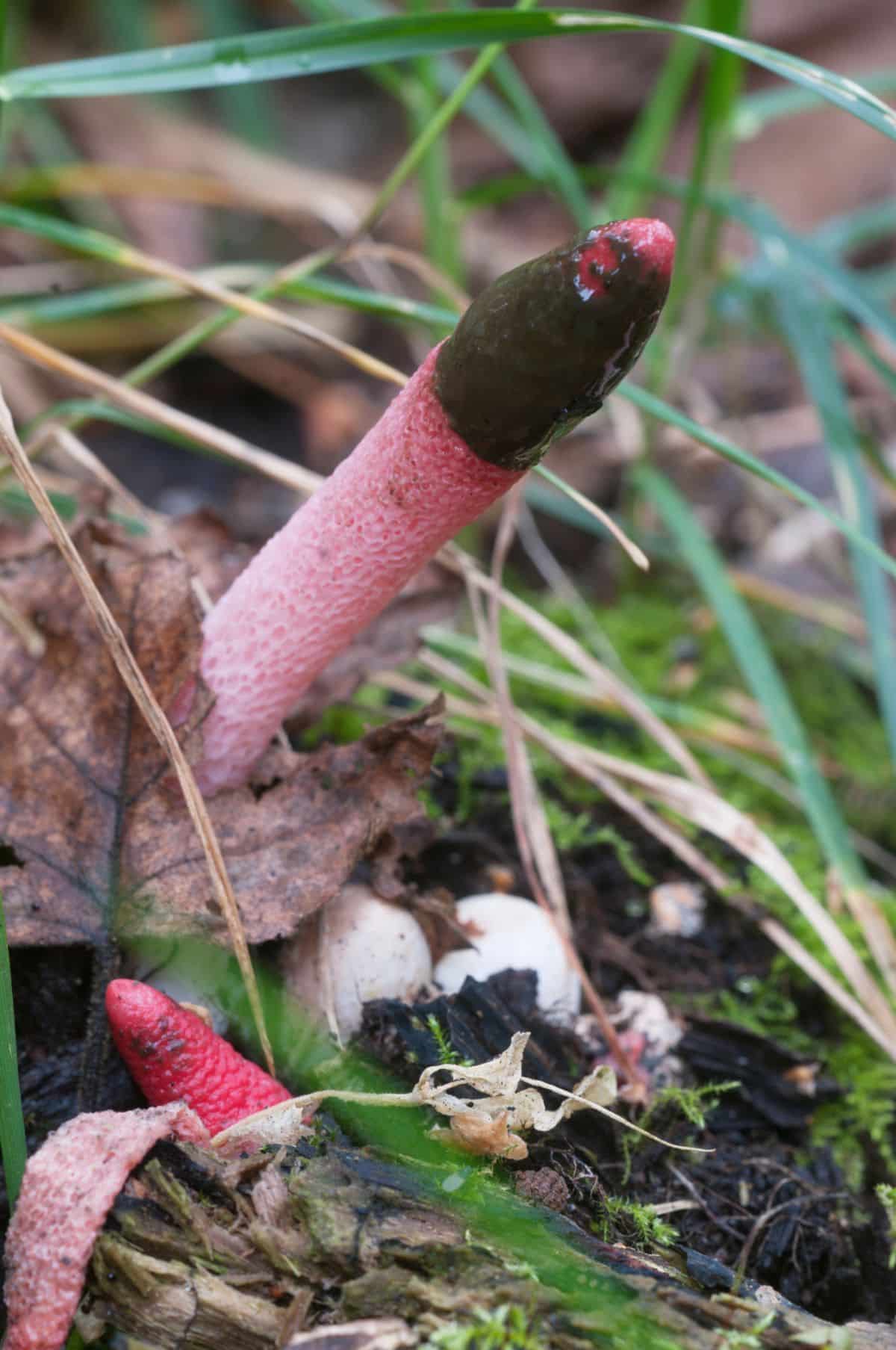 Ravenel's Red stinkhorn