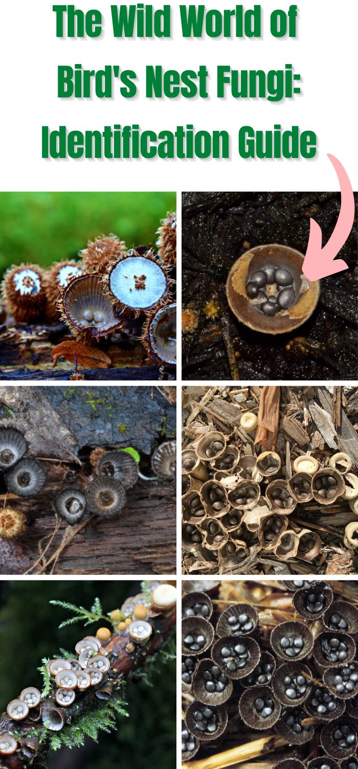 The Wild World of Bird's Nest Fungi Identification Guide Mushroom