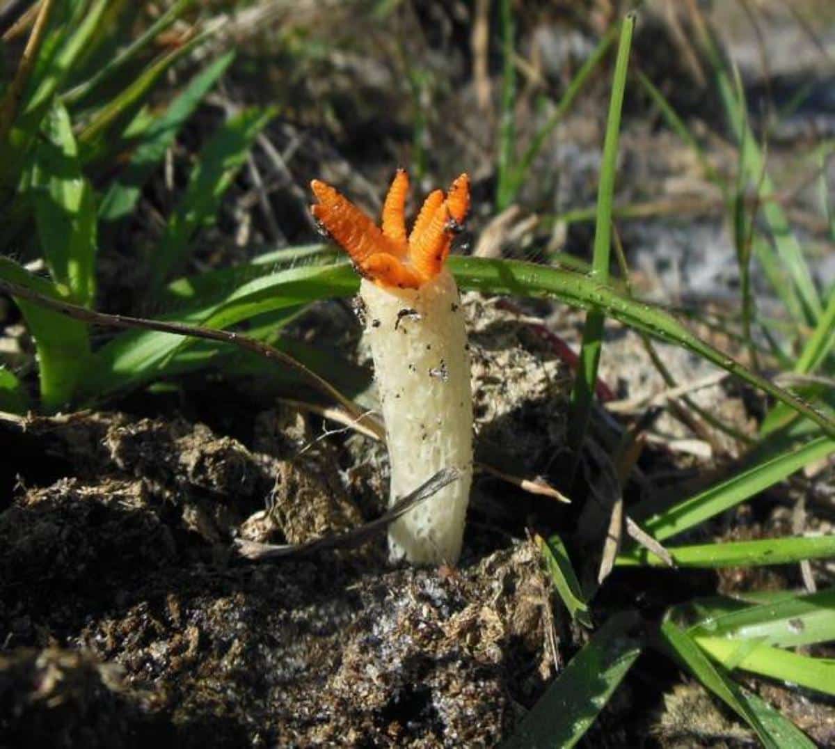 Lizard's Claw Stinkhorn (Lysurus cruciatus)