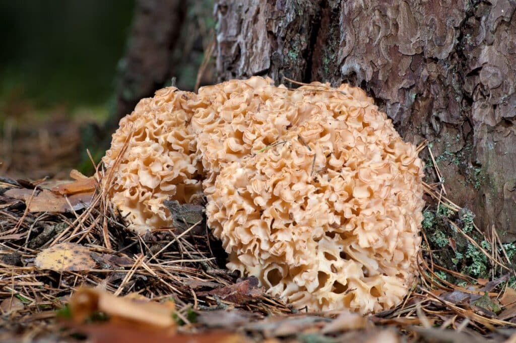 Cauliflower Mushrooms Identification, Foraging, and Cooking Mushroom