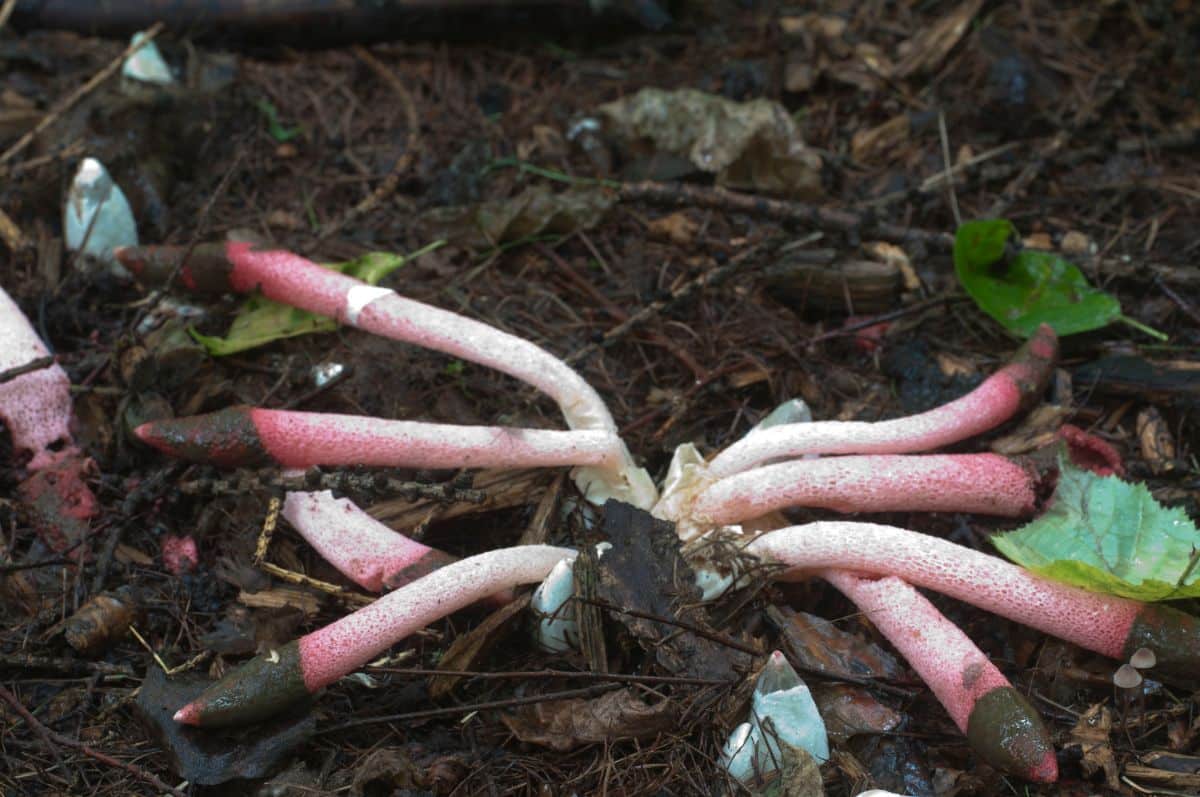 dog penis stinkhorns