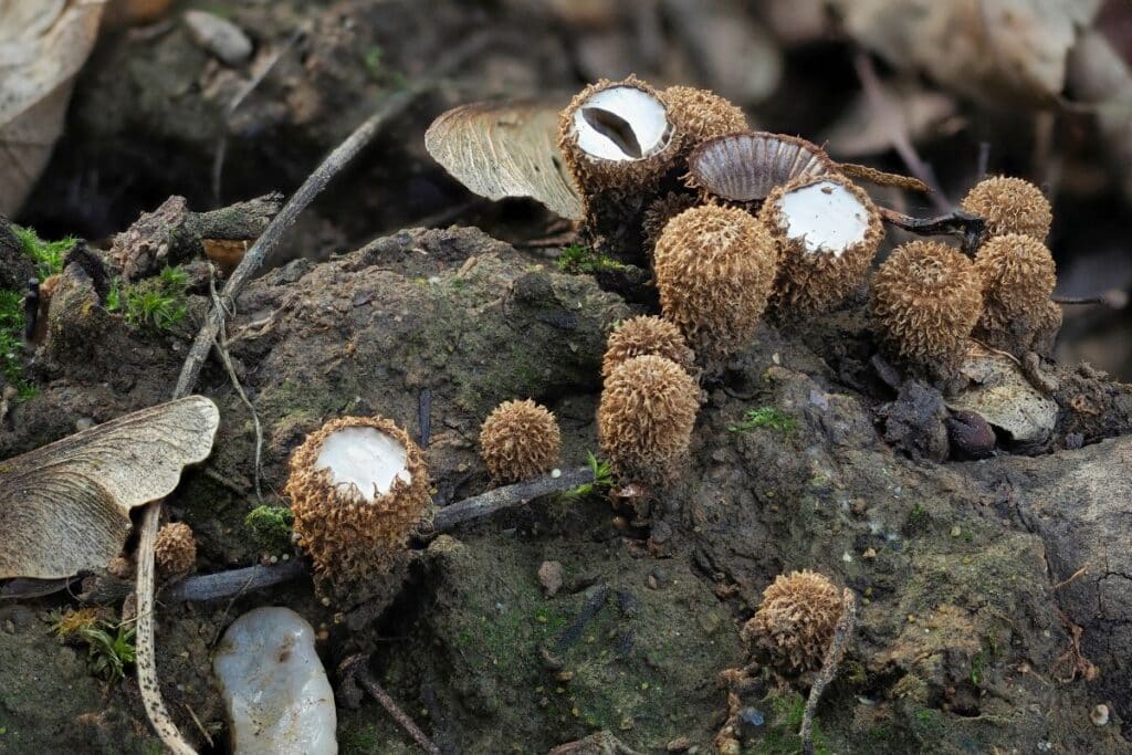 The Wild World of Bird's Nest Fungi Identification Guide Mushroom