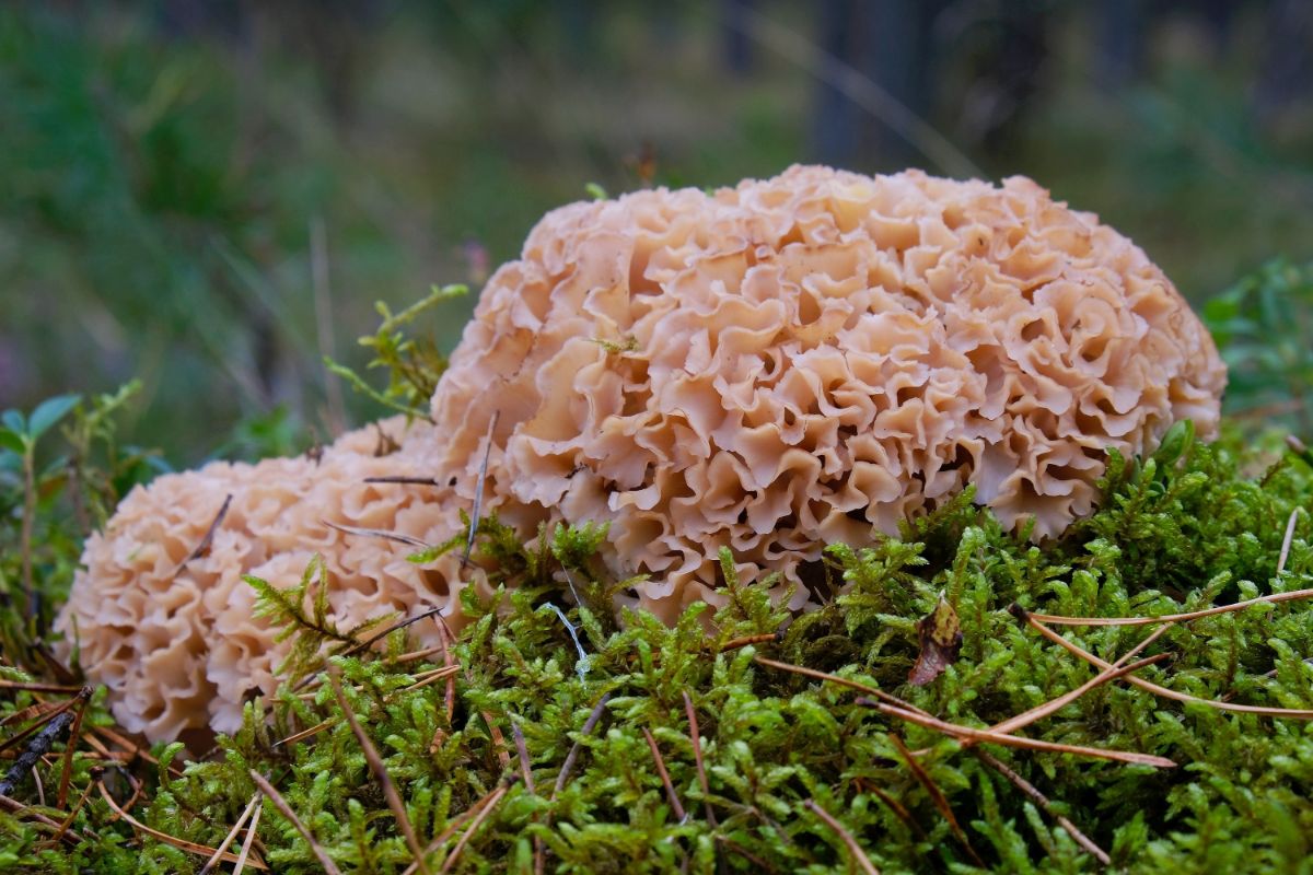 sparassis mushroom