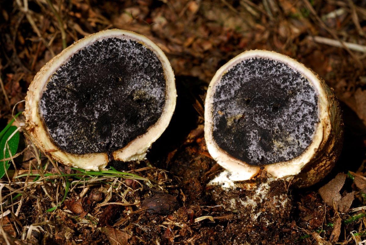 interior of scleroderma