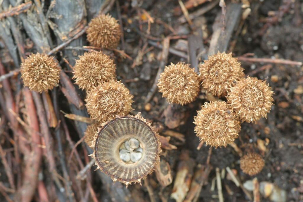 The Wild World of Bird's Nest Fungi Identification Guide Mushroom Appreciation