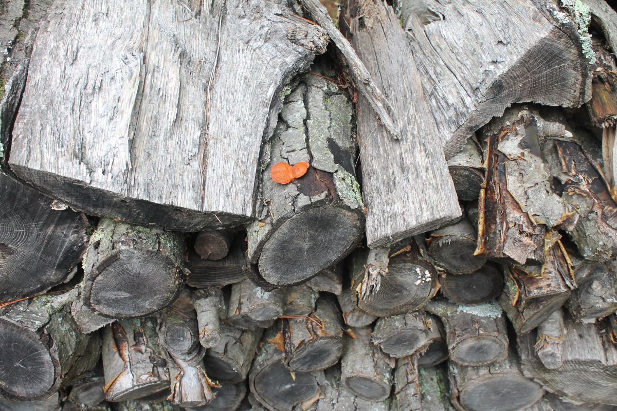 Cinnabar fruiting on dead wood