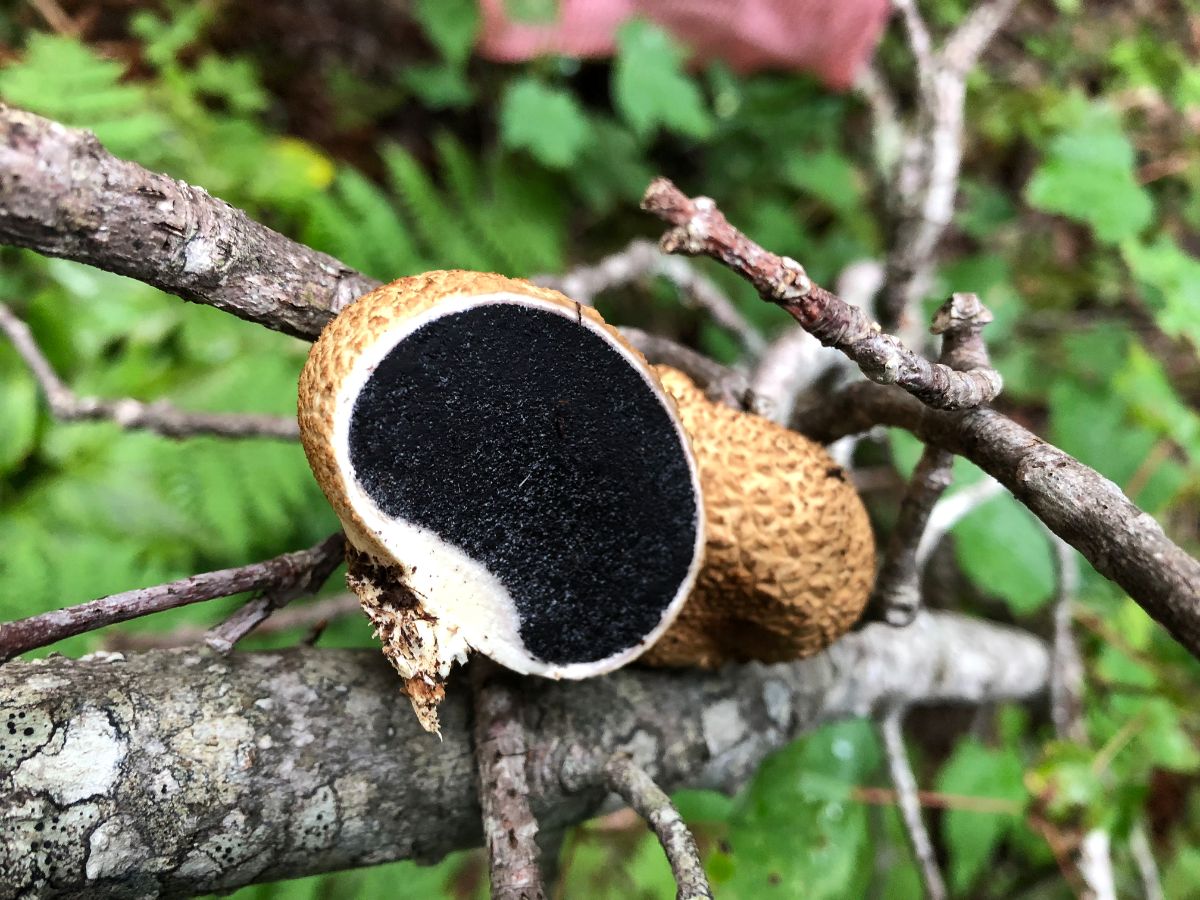 earthball fungi