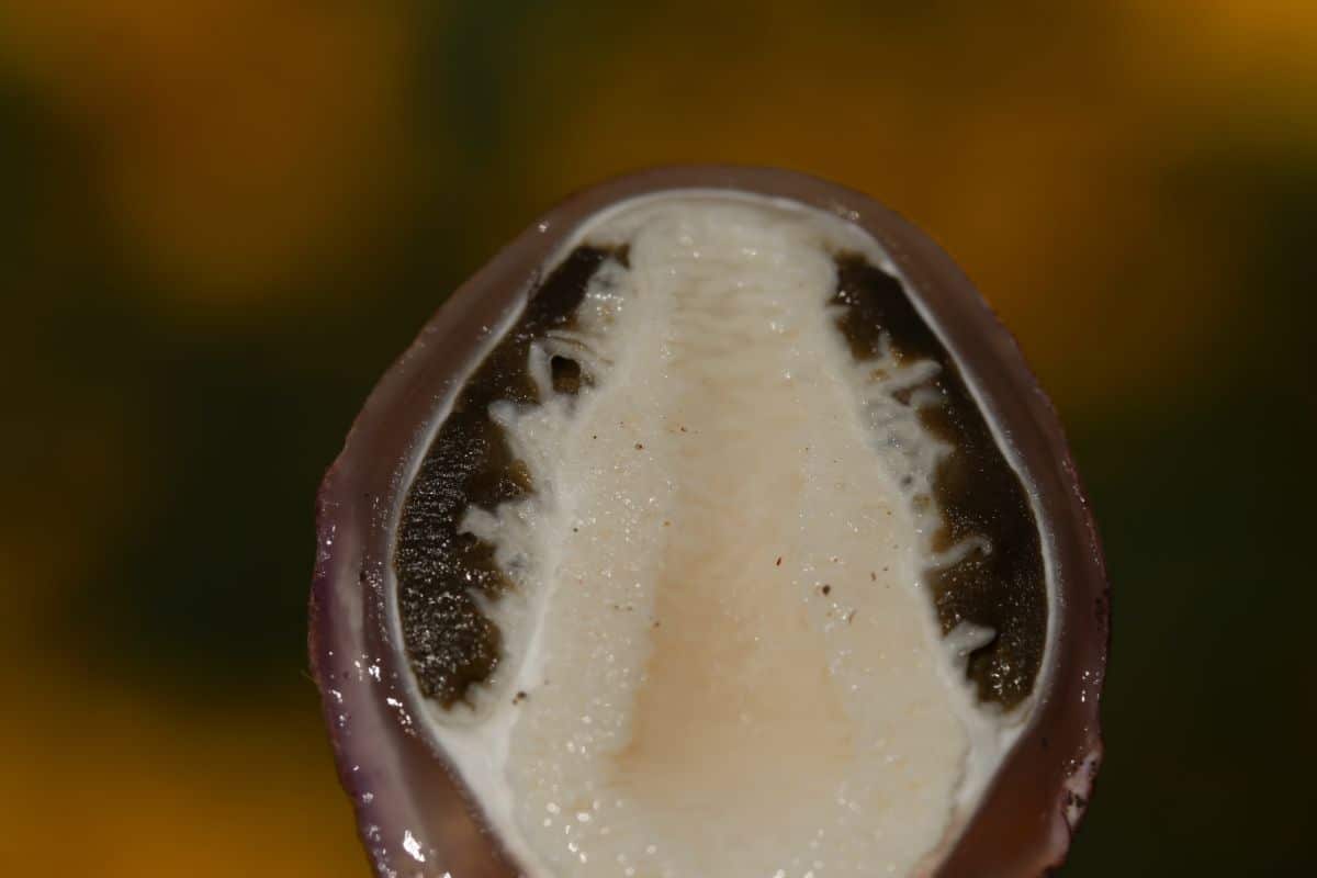 stinkhorn egg cross section