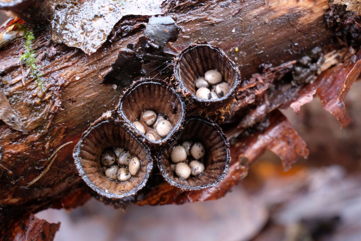birds nest fungi