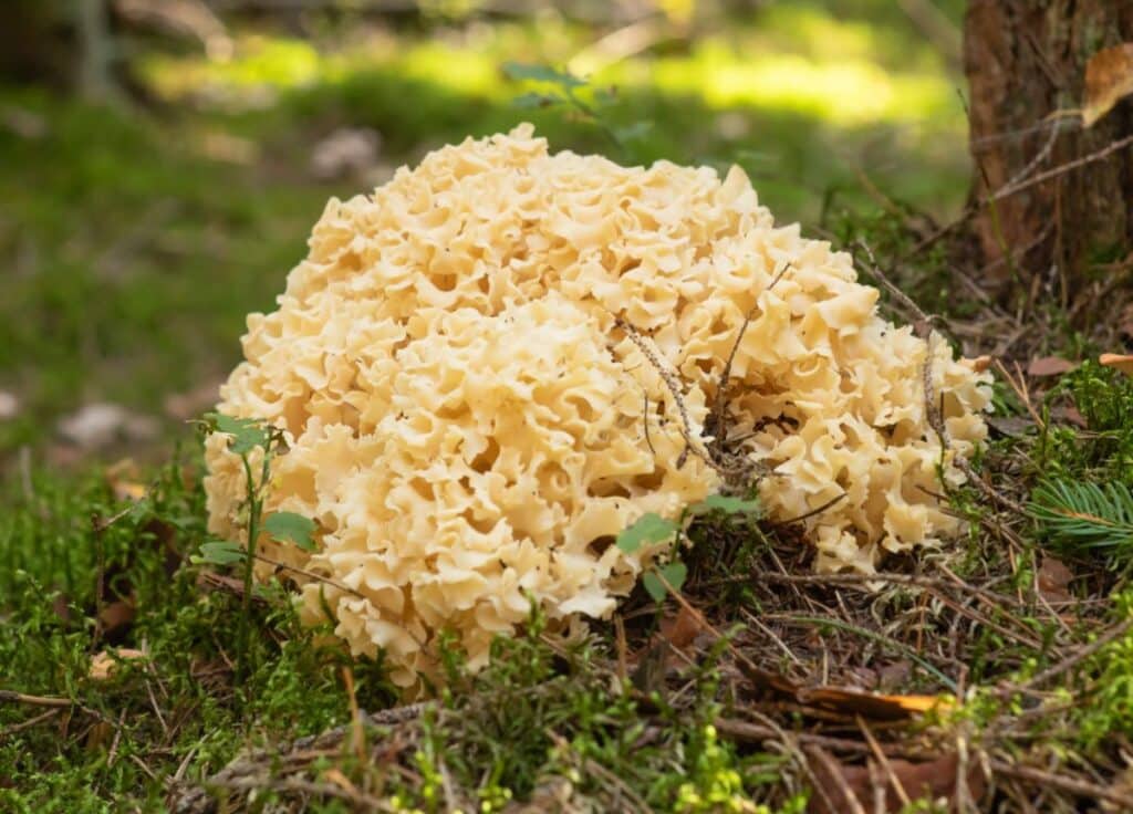 Cauliflower Mushrooms Identification, Foraging, and Cooking Mushroom