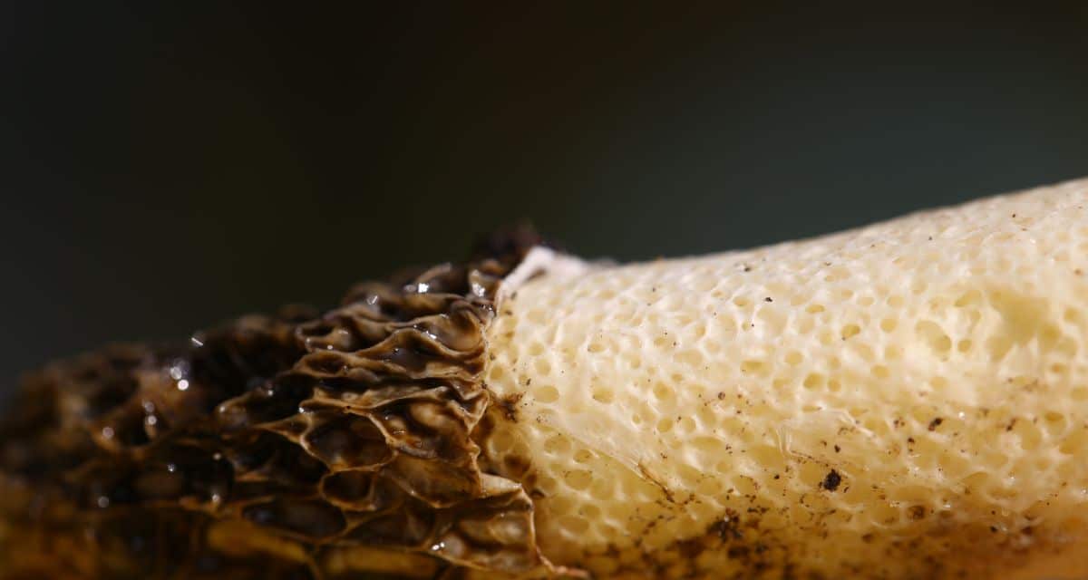 close up of stinkhorn stem and slime