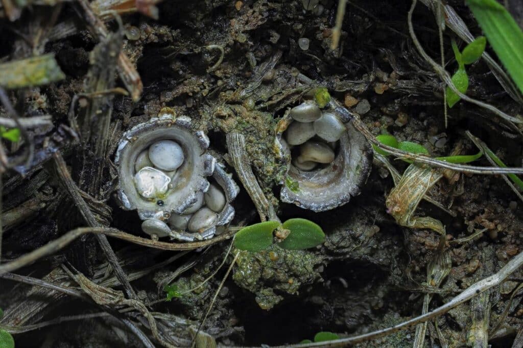 The Wild World of Bird's Nest Fungi Identification Guide Mushroom Appreciation