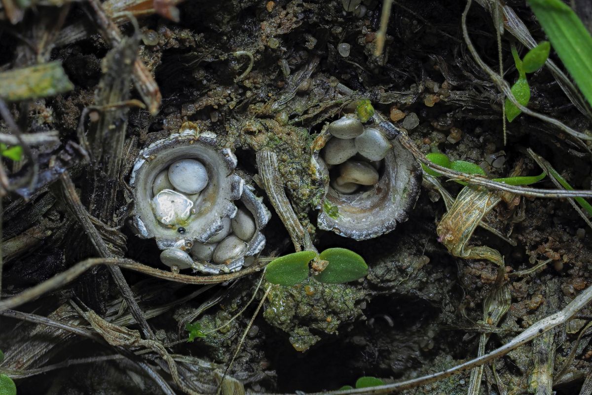 Cyathus olla