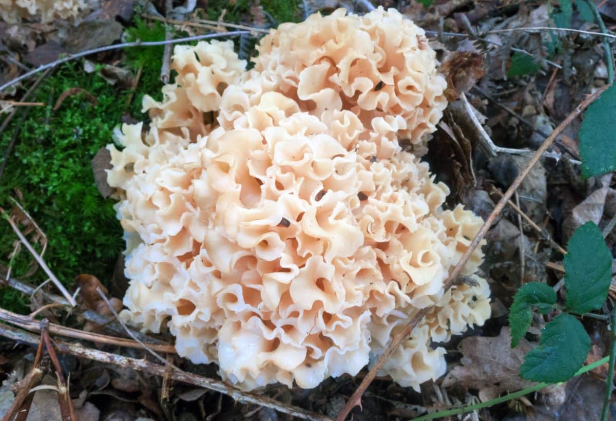 cauliflower mushrooms