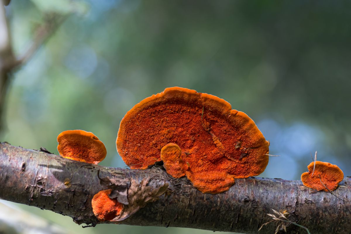 Cinnabar polypores