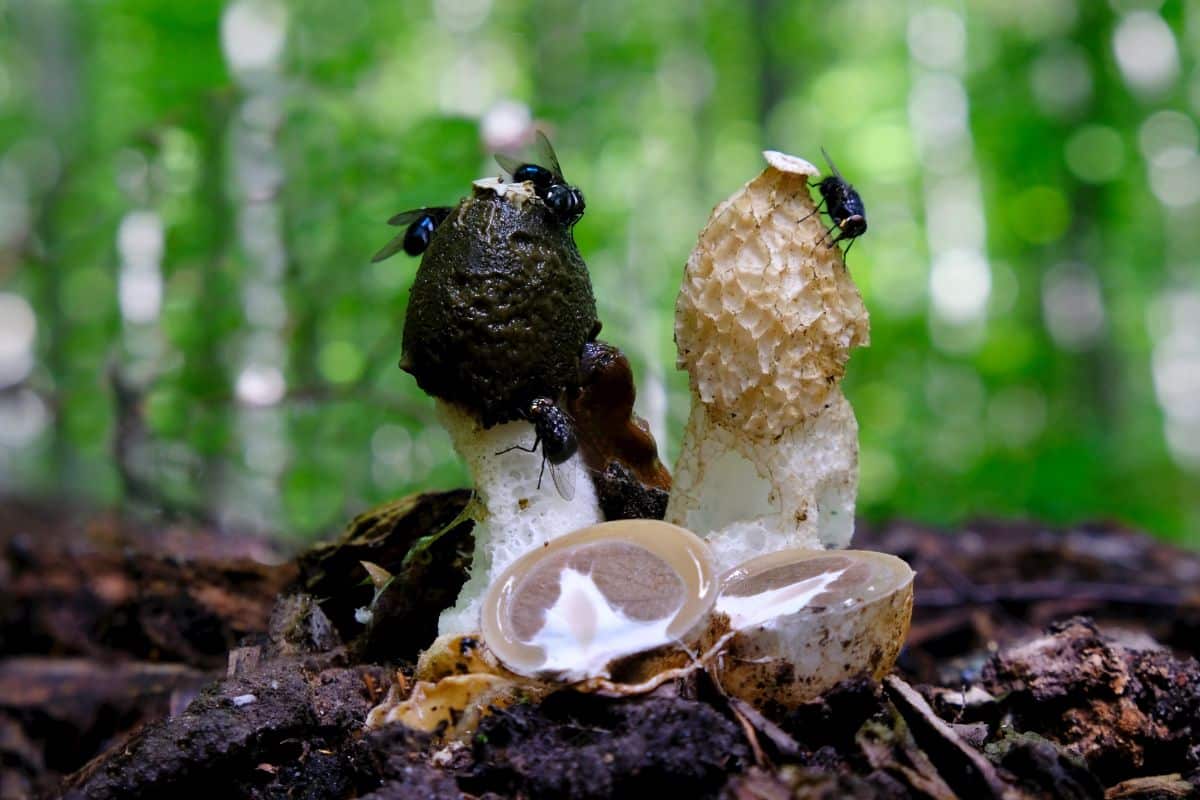 Common Stinkhorn (Phallus impudicus)