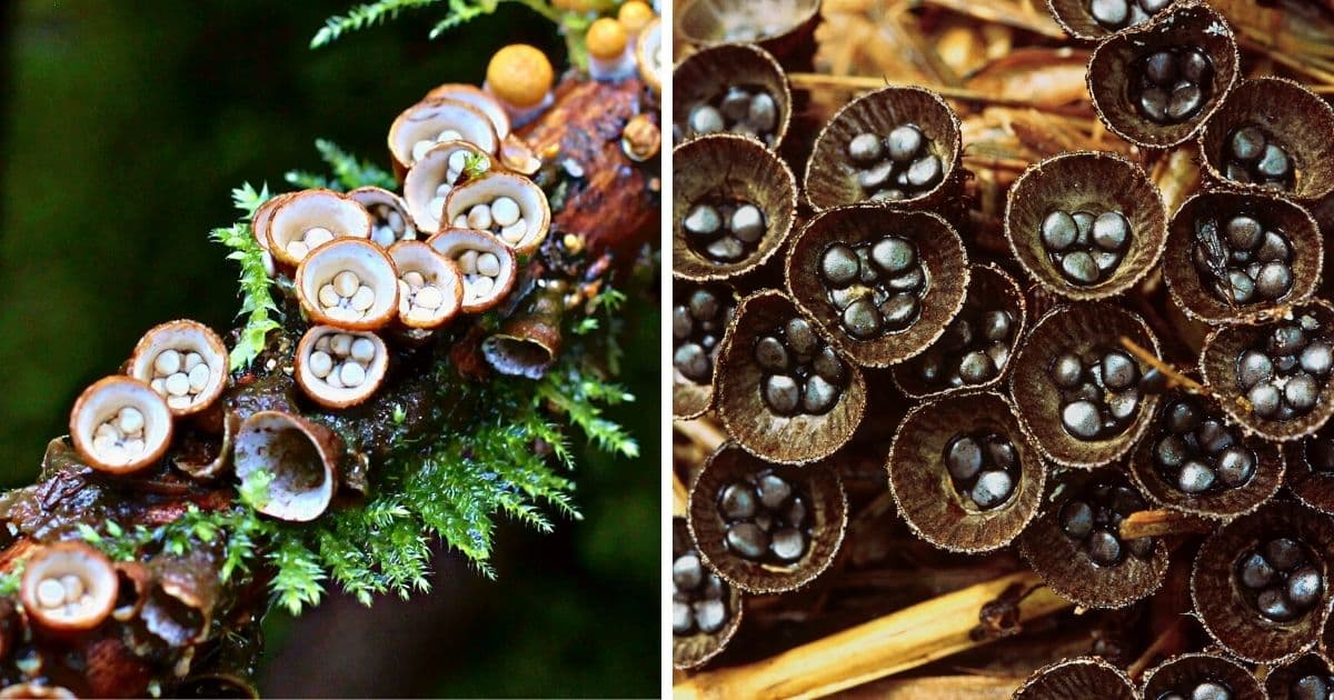 The Wild World of Bird's Nest Fungi Identification Guide Mushroom
